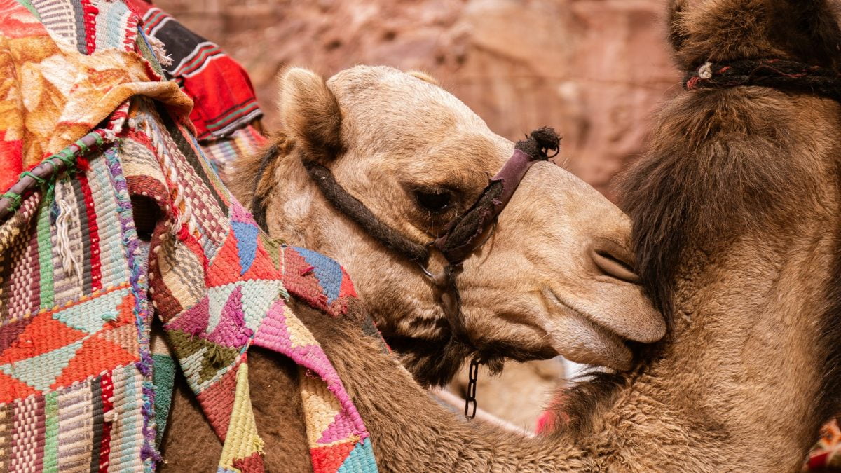 טיולי גמלים באילת