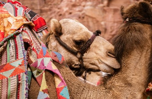 טיולי גמלים באילת