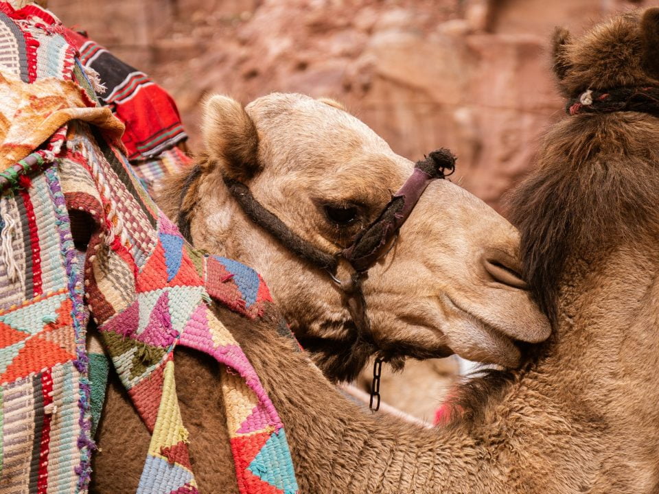 טיולי גמלים באילת