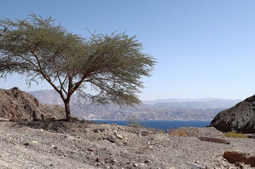 נחל שלמה באילת