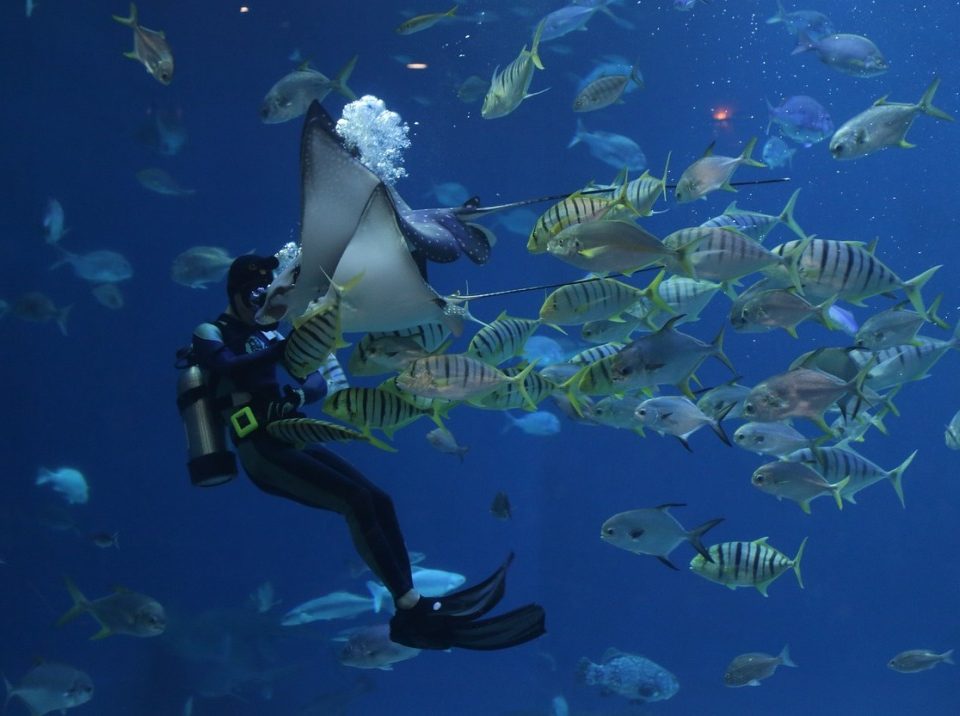 קפיצה לעבר הכיף!